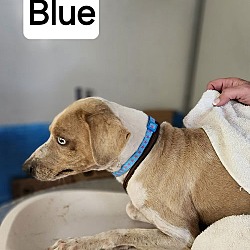 Thumbnail photo of Blue #3