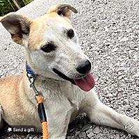 adopt a pet