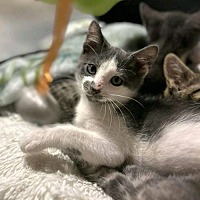 adopt a pet