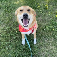 adopt a pet