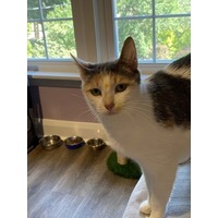adopt-pet