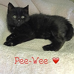 Thumbnail photo of Pee-Wee #2