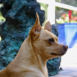 Thumbnail photo of Super Chihuahua! #1