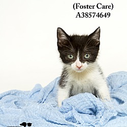 Thumbnail photo of Uriel (in a foster home) #1