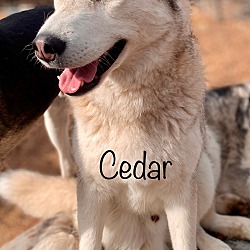 Photo of Cedar
