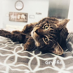 Photo of Gryffin