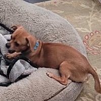adopt-pet