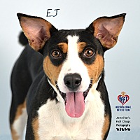 adopt a pet