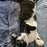 adopt a pet
