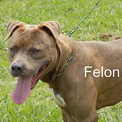 Thumbnail photo of Felon #1