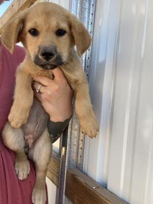 Moab Ut Mixed Breed Medium Meet Kara Goucher A Pet For Adoption