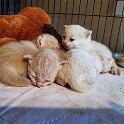Photo of Kittens (not available)