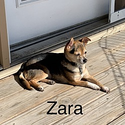 Thumbnail photo of Zara #1