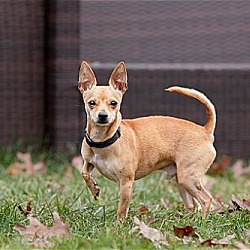 Thumbnail photo of Toby - 8 year old male Chihuahua - COURTESY POST #2