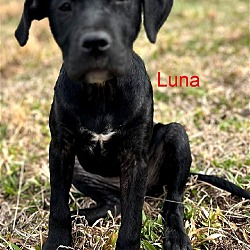 Photo of Luna/ln