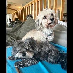 Photo of Sophie and Rocco - BONDED PAIR