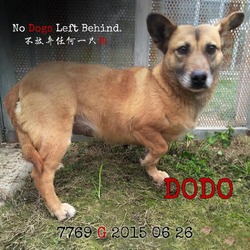 Thumbnail photo of Dodo 7769 #4