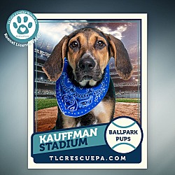 Thumbnail photo of Kauffman Stadium (Ballpark Pups) 050424 #4