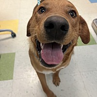 adopt a pet