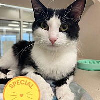 adopt a pet
