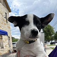 adopt a pet