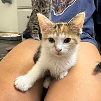 adopt a pet