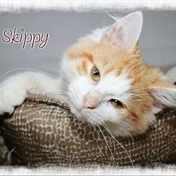 Thumbnail photo of Skippy #1