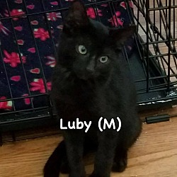 Thumbnail photo of Luby #1