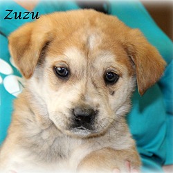 Thumbnail photo of ZuZu~adopted! #1