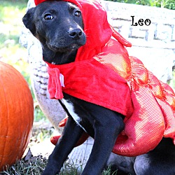 Thumbnail photo of Leo Pup ~ meet me! #3