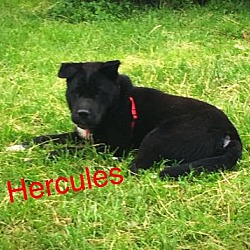 Photo of Hercules