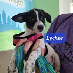 Photo of Lychee