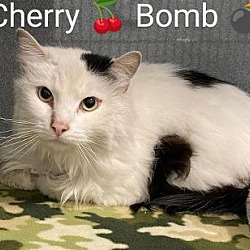 Photo of Cherry Bomb