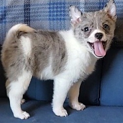 Pomeranian 2024 greyhound mix