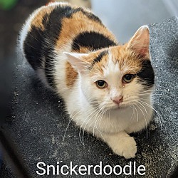 Photo of Snickerdodle
