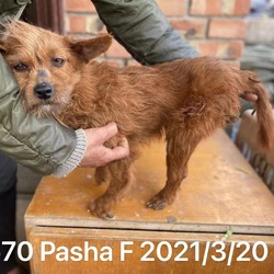 Photo of Pasha 7570
