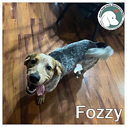 Photo of FOZZY