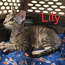 Thumbnail photo of Lily #2