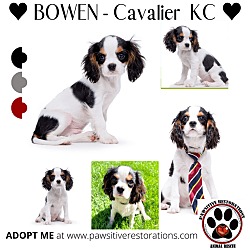 Thumbnail photo of BOWEN #1