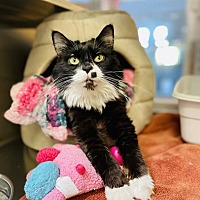 adopt a pet
