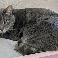 adopt-pet