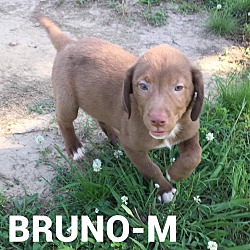 Photo of Bruno (has been adopted)