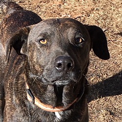 Manchester, NH - Mountain Cur. Meet Brother - pending a Pet for Adoption.