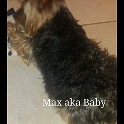 Thumbnail photo of Max aka Baby #3