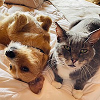 adopt a pet