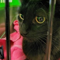 Photo of Remy *Located at PetSmart Burien*