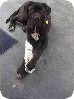 New York Ny Cane Corso Meet Tango In A Pet For Adoption