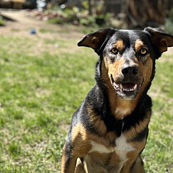 Thumbnail photo of Maddox - Shepherd/Cattle Dog #2