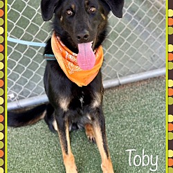 Thumbnail photo of TOBY #4