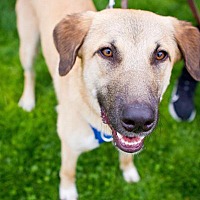 adopt-pet